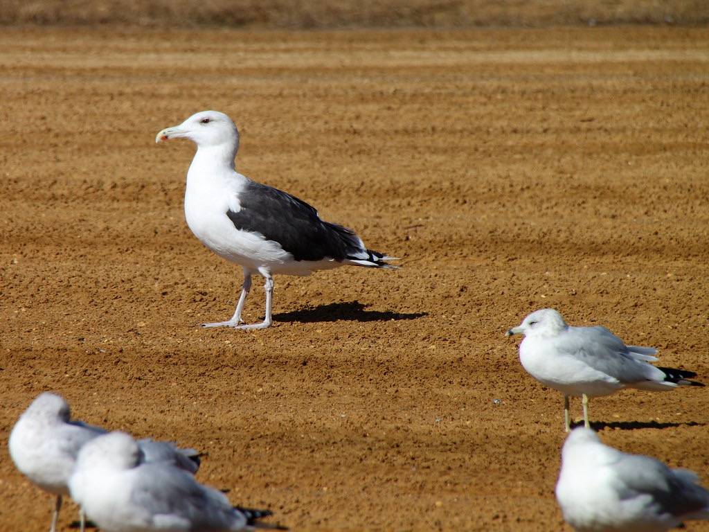 Great Black-backed Gull by Mr.TinDC is licensed under CC BY-ND 2.0